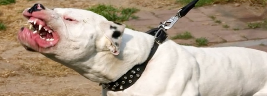 Casoria: donna morsa da un pitbull