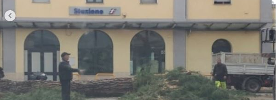 Abbattuto l’albero simbolo di Frattamaggiore