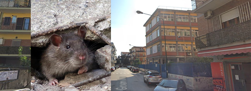 Afragola: Topi enormi nel quartiere dell’Istituto Sereni (Video)