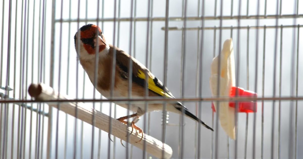 Grumo Nevano: Denunciati per possesso illecito di specie protetta