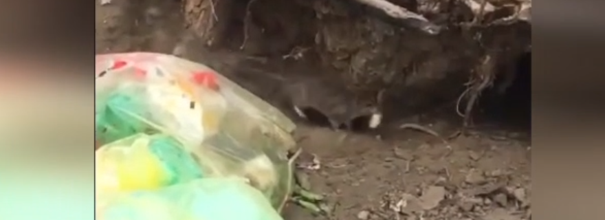 Afragola: Cittadini indignati, ecco l’albero dei topi