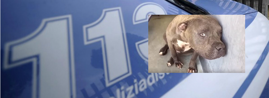 Frattamaggiore: Maltrattamenti su un pitbull, denunciato 33enne