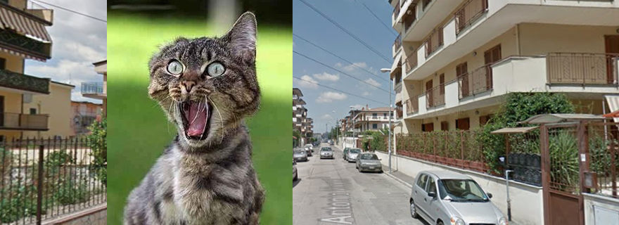Orta di Atella: Auto ad alta velocità in via Vivaldi, è strage di gatti