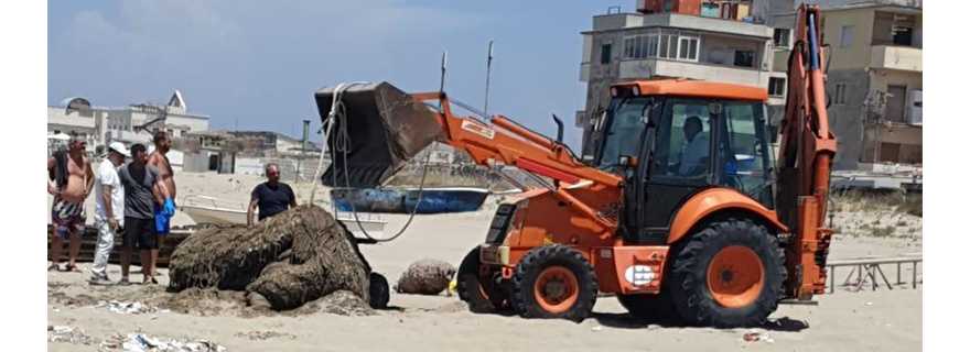 Rimosso Il balenottero dalla spiaggia di Licola Mare