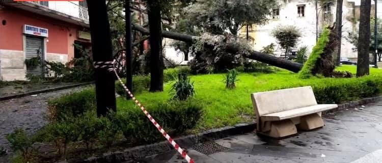 Arzano: Cade un albero in piazza Cimmino