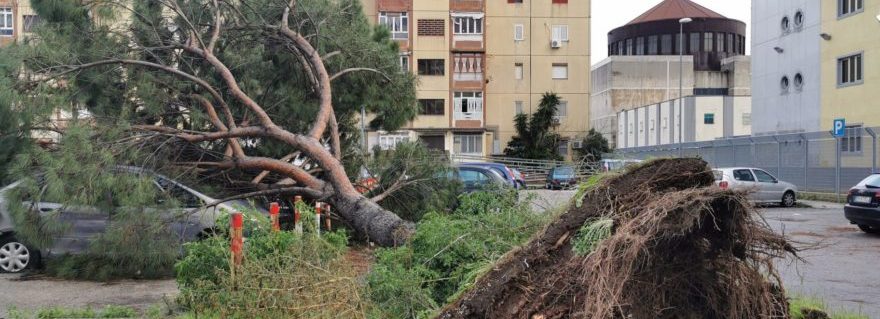 Afragola: Danni al Rione Salicelle, abbattuti diversi alberi