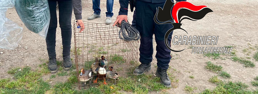 Acerra: Volatili vivi in gabbia, due denunciati