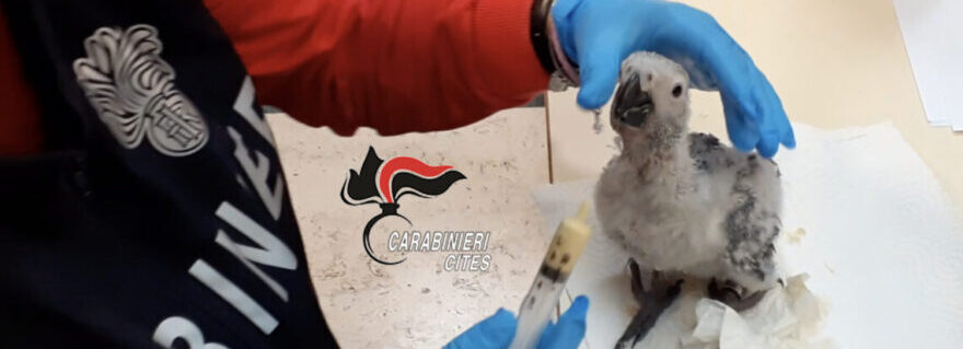 Cardito: Donna in strada con un pappagallo di una specie protetta, denunciata