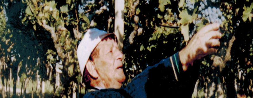 Un’ avventura fatta di uva, tufo e passione che parte da Afragola: Cantine Silvestro, quando il territorio diventa eccellenza