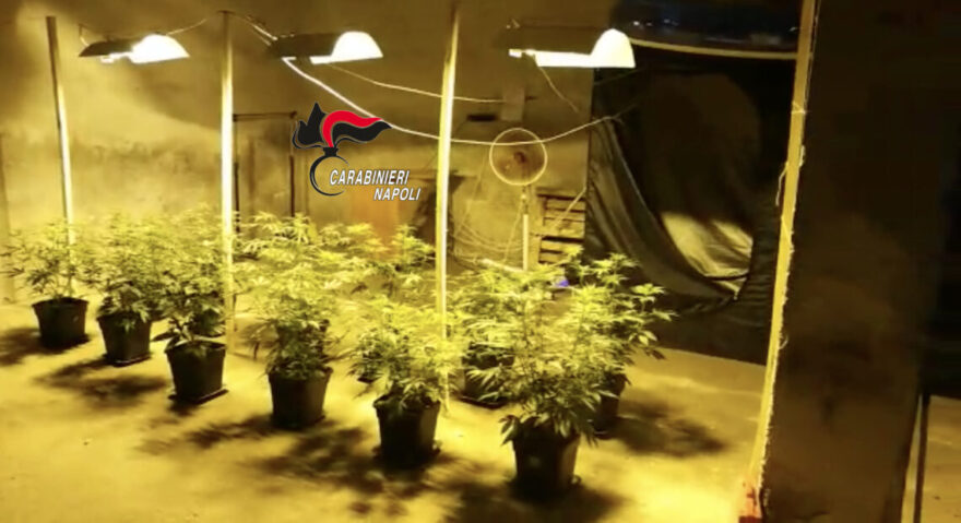 Casoria: Serra per coltivare marijuana con allaccio abusivo all’elettricità, arrestato 33enne