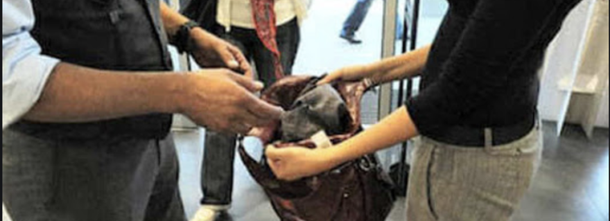 Casandrino: furto alla Conad, denunciata 28enne di Afragola