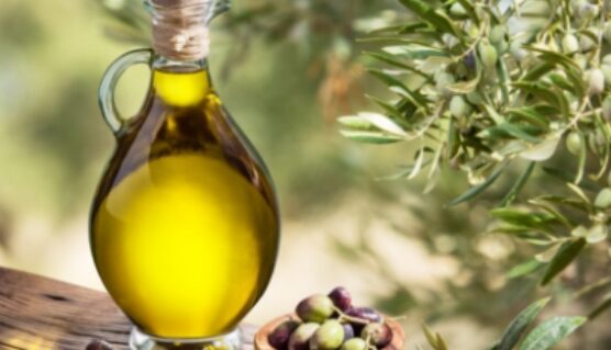 Raccolta delle olive in Campania, il presidente di Aprol Campania Acampora: la piccantezza dell’olio è indice di buona qualità