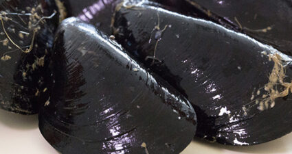 Cozze Arzano Casoria