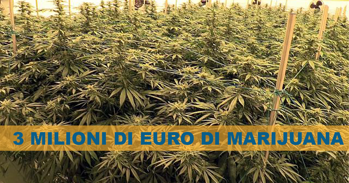 Scoperti 300kg di Marijuana nel capannone di un 28enne: La famiglia percepiva il Reddito di Cittadinanza