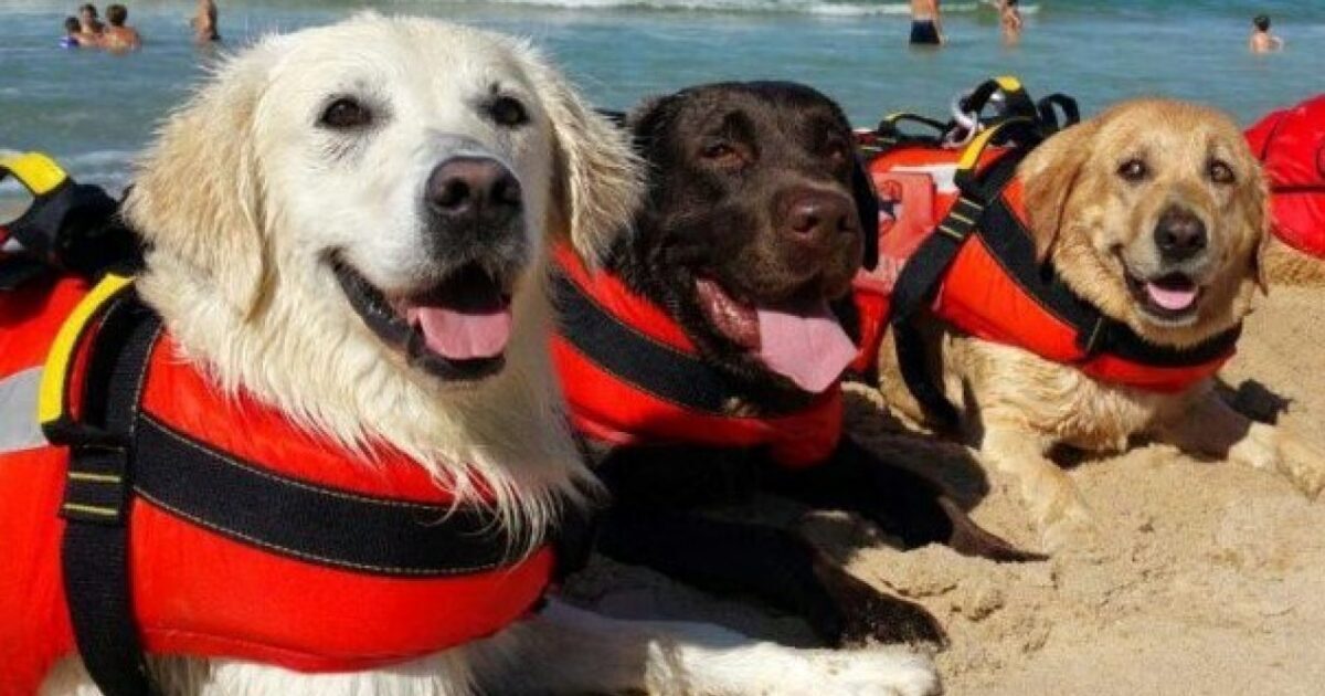 Trascinata al largo dalle forti correnti del mare, 15enne salvata da due cani bagnino