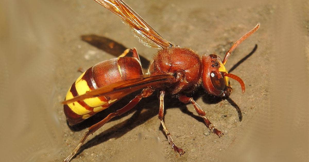 Invasione di vespe orientali a Napoli, un uomo in pronto soccorso