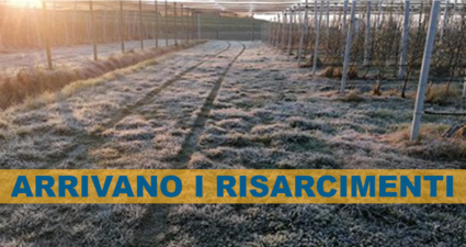 Risarcimento Campania Gelate Aprile 2021