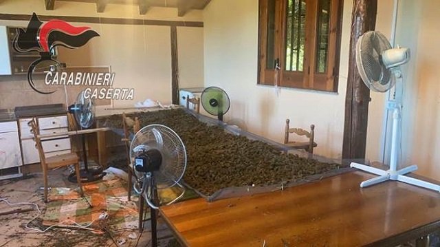 Agro aversano, blitz antidroga dei carabinieri: sequestrati 15 kg di marijuana
