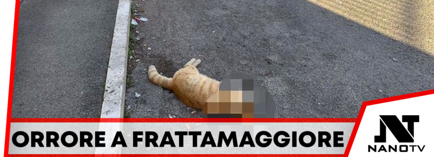 Frattamaggiore Gatto