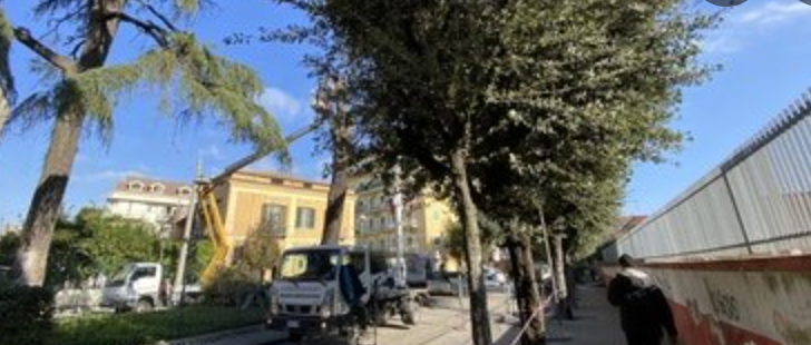 Acerra: il Comune abbatte cedri secolari pericolosi, insorgono gli ecologisti