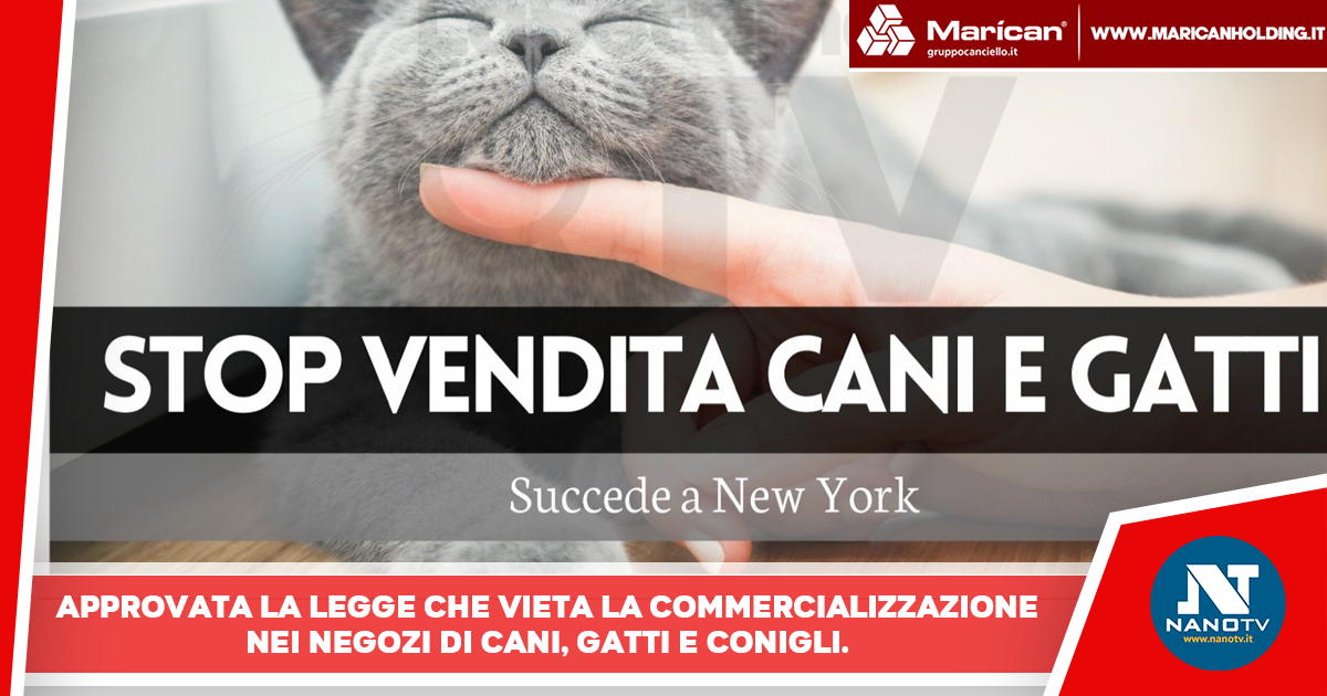 Stop alla vendita nei negozi di cani, gatti e conigli