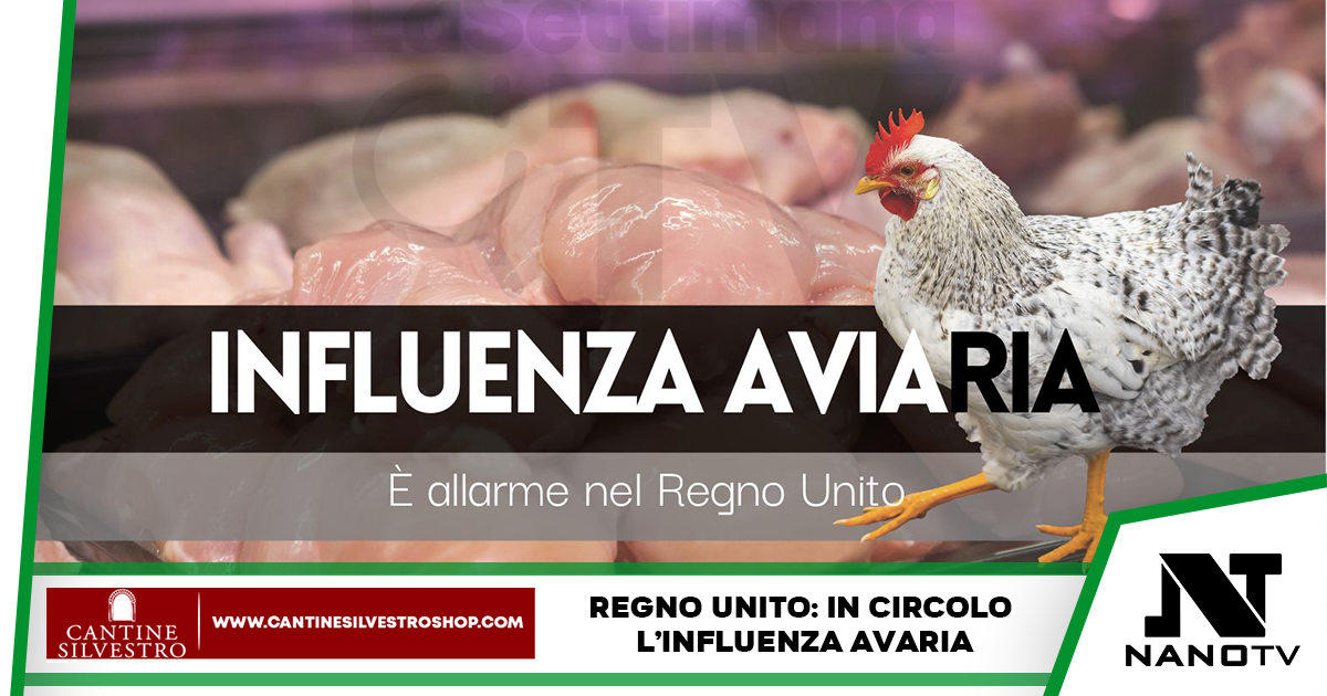 Allarme influenza aviaria nel Regno Unito