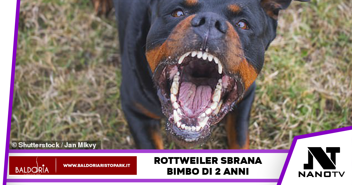 Australia: Bambino sbranato vivo da un Rottweiler