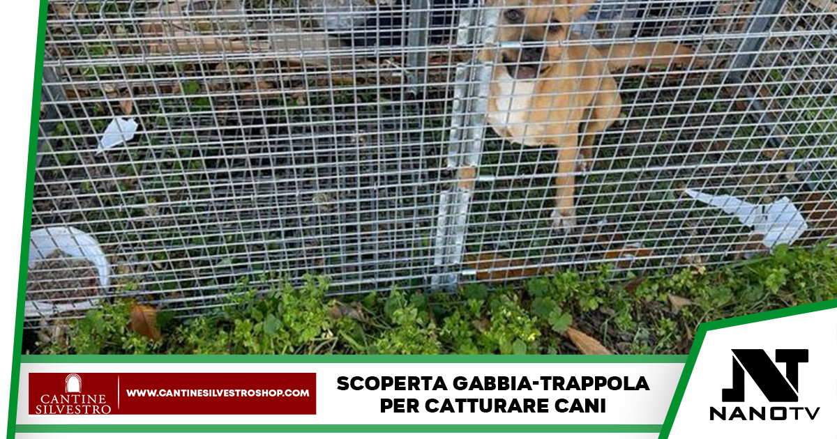 Catturava i cani con delle trappole per animali