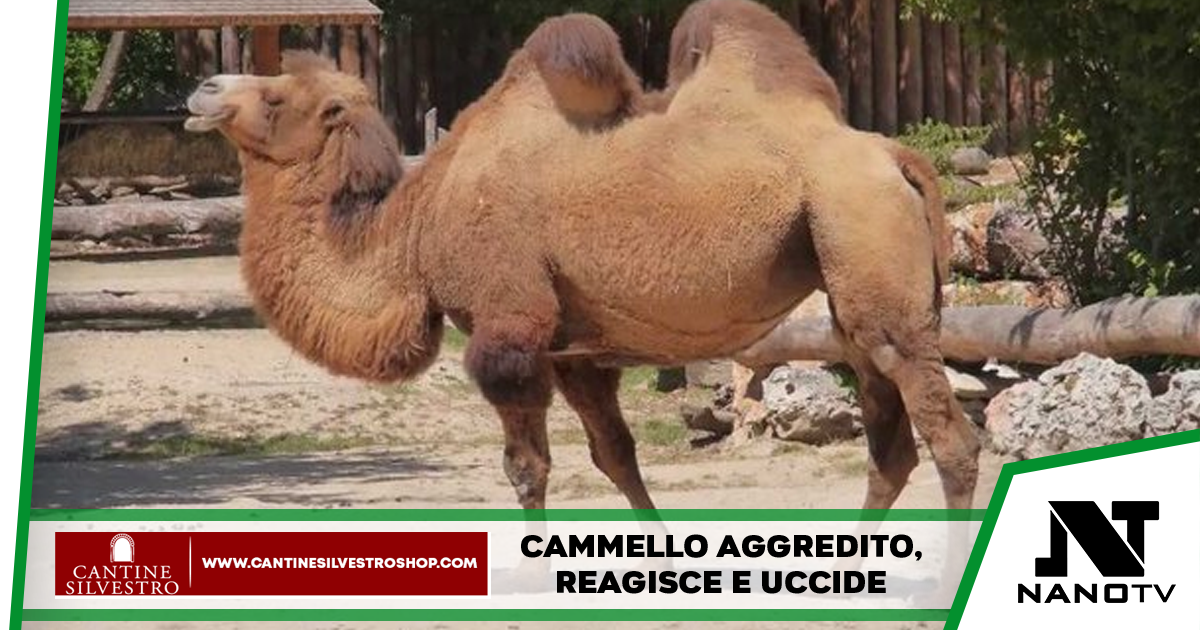 Omsk: sferra un pugno al cammello e perde la vita