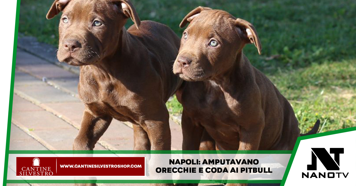 Napoli: Amputavano le orecchie ai pittbull