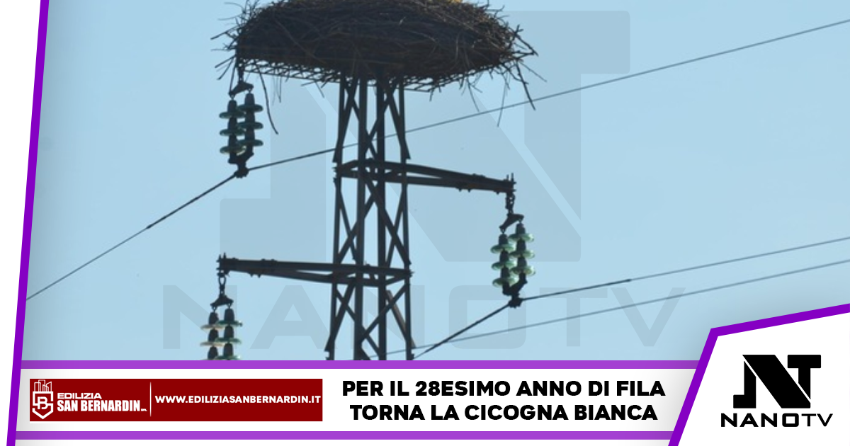 Torna la cicogna bianca nel Salernitano