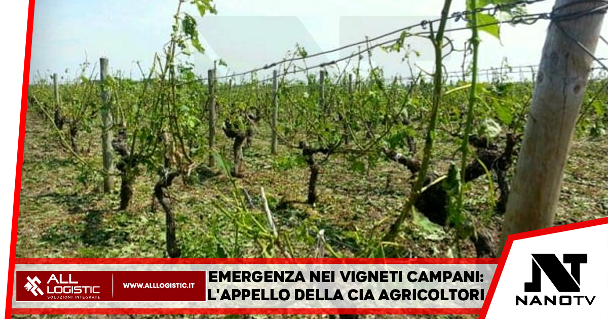 Emergenza nei vigneti campani: l’appello della Cia agricoltori