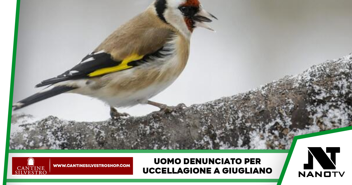 Giugliano: uomo denunciato per uccellagione