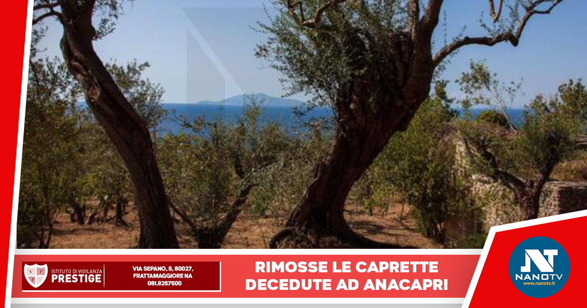 Intervento degli operatori ASL Napoli 1 per la rimozione delle caprette decedute ad Anacapri