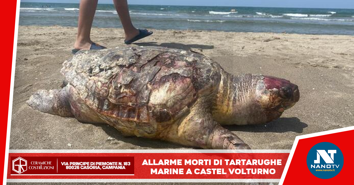 Allarme Morti di Tartarughe Marine a Castel Volturno
