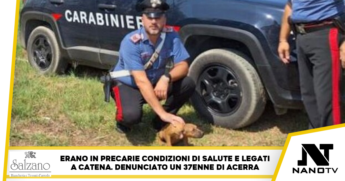 15 pitbull di cui 5 cuccioli abbandonati e denutriti: Carabinieri sequestrano canile abusivo