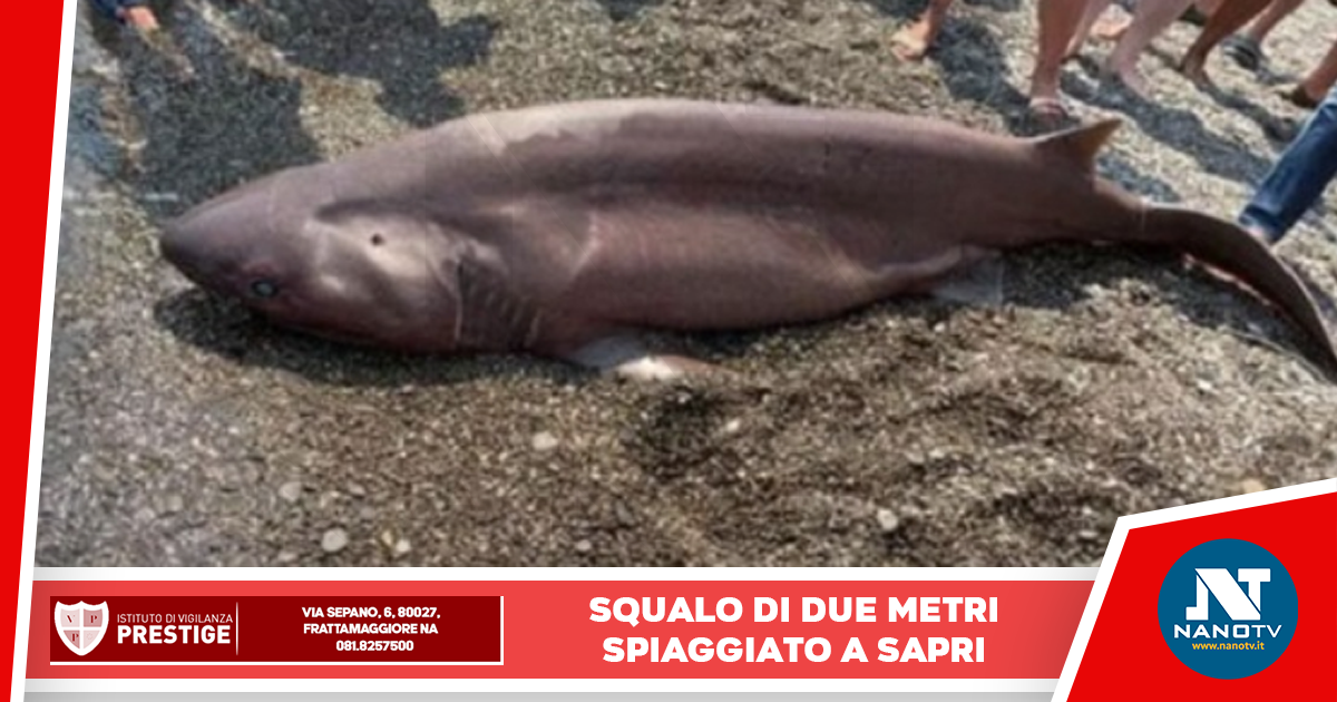 Squalo spiaggiato a Sapri: intervento delle autorità per il recupero