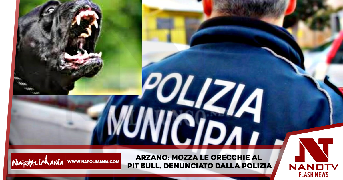 Arzano: mozza le orecchie al pit bull, denunciato dalla polizia locale per maltrattamento animali