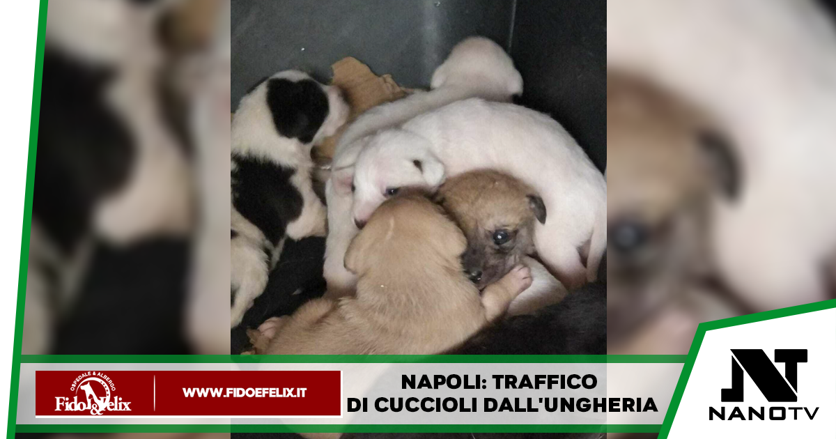 Napoli: traffico di cuccioli dall’Ungheria