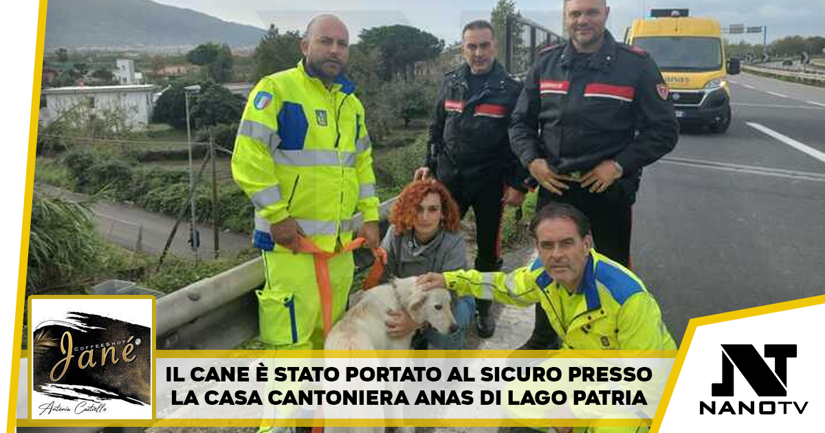 Cane salvato sulla statale a Napoli, si cerca il proprietario: Automobilista lo ha messo in sicurezza, poi intervento Anas e Cc