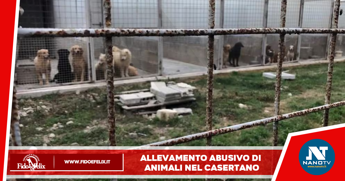 Allevamento abusivo di animali nel Casertano