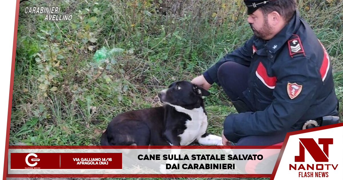 Cane sulla statale salvato dai carabinieri