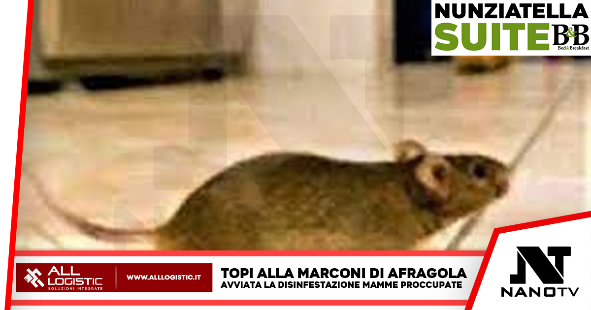 Preoccupazione per invasione topi al plesso dell’Infanzia della Scuola Marconi di Afragola