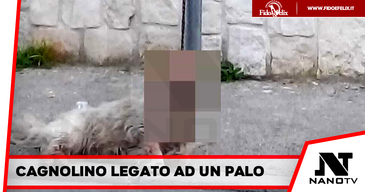 Gricignano D’ Aversa: un cane perde la vita dopo esser stato legato ad un palo senza cibo e acqua