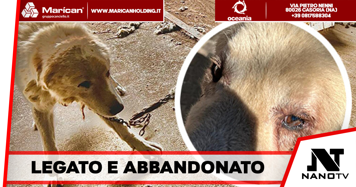 Casoria – Trovato un cane legato e abbandonato in condizioni gravissime, denunciato il proprietario
