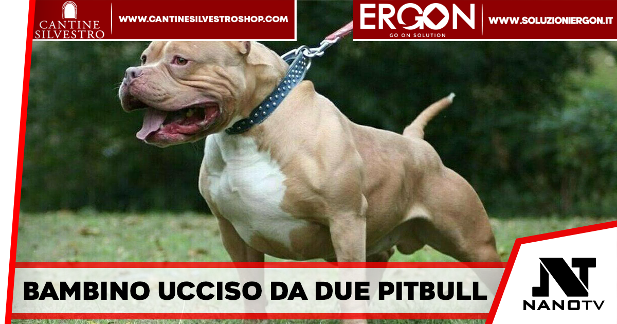 Eboli – Bambino di soli 15 mesi aggredito e ucciso da due pitbull, ferita anche la mamma del piccolo