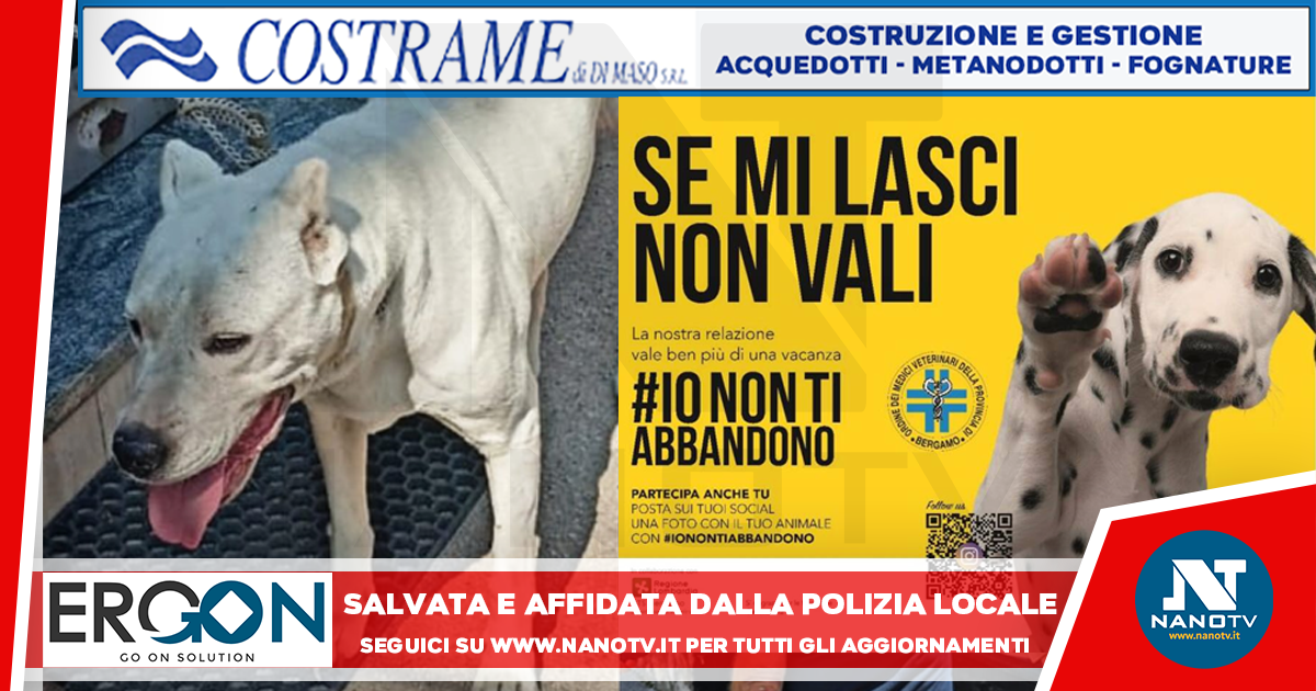 Salvata dalla Polizia Locale di Arzano: un cane, una femmina di 5 anni, affidato ad anziano