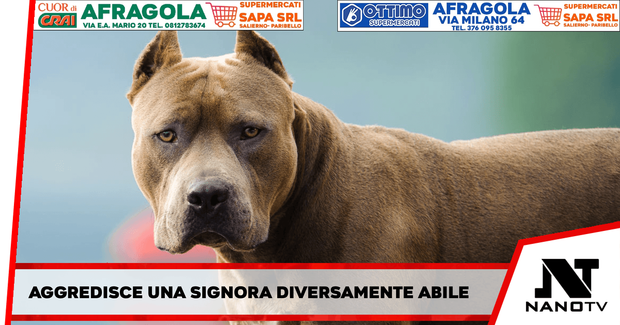 Montecorvino Rovella – Pitbull aggredisce una signora diversamente abile e il suo cagnolino, tanta paura