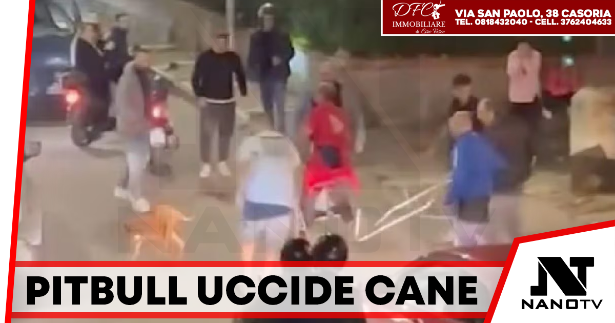 Orrore a Castellammare: pitbull uccide cagnolino, allerta tra i residenti