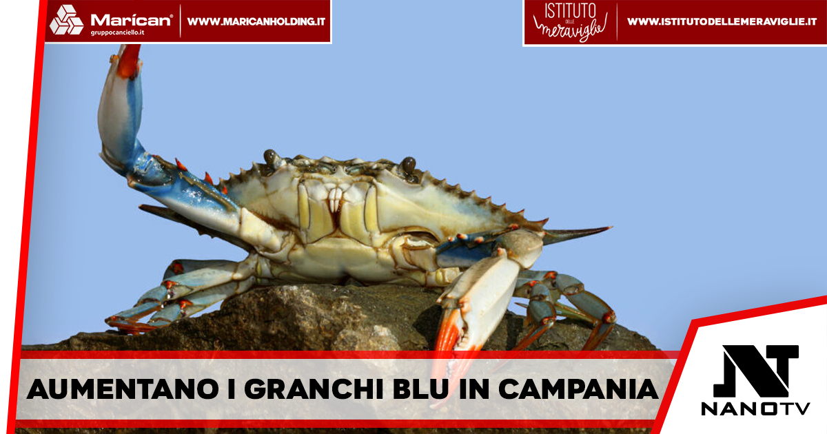 Campania – Aumento dei granchi blu, 3,7 milioni di euro per combattere la specie invasiva